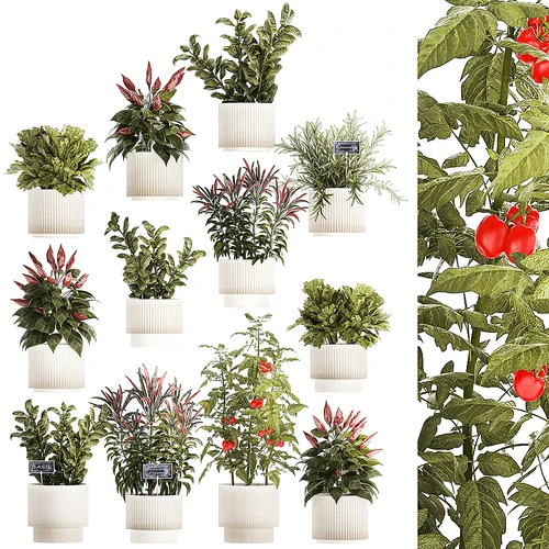 现代蔬菜盆栽组合