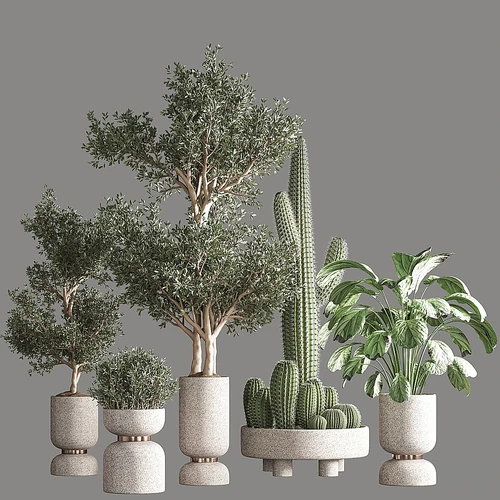 室内成套植物盆栽