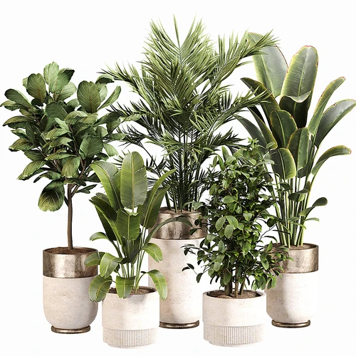 现代植物盆栽组合