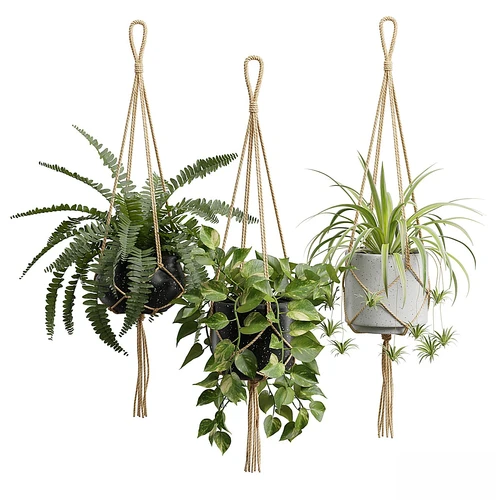 悬挂植物 01