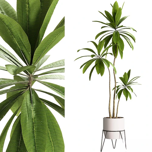 室内植物 – 25 盆栽植物