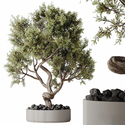 HQ HousePlants 小叶榕盆景