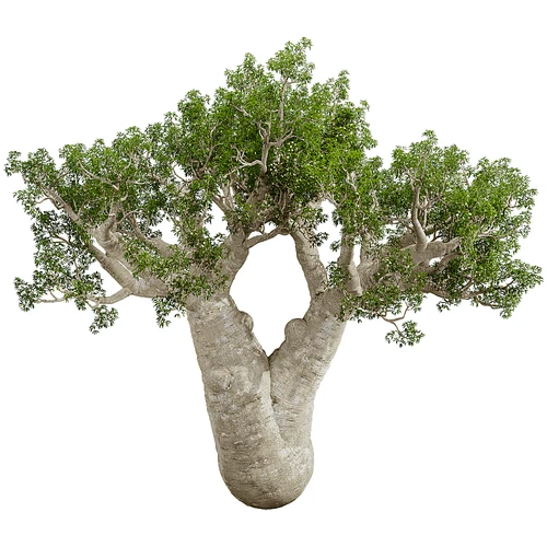 现代树景观树灌木植物
