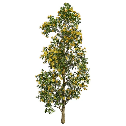 Xanthostemon 现代带黄花绿树