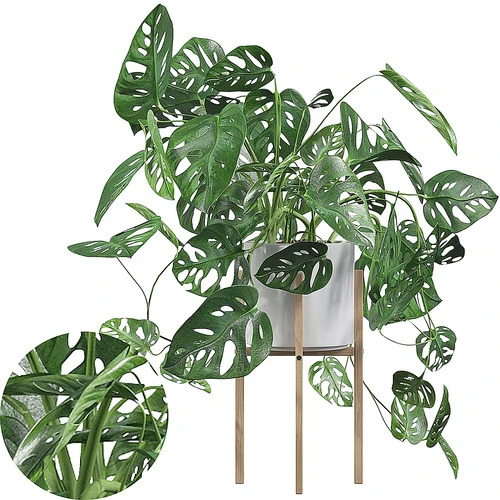 植物盆栽