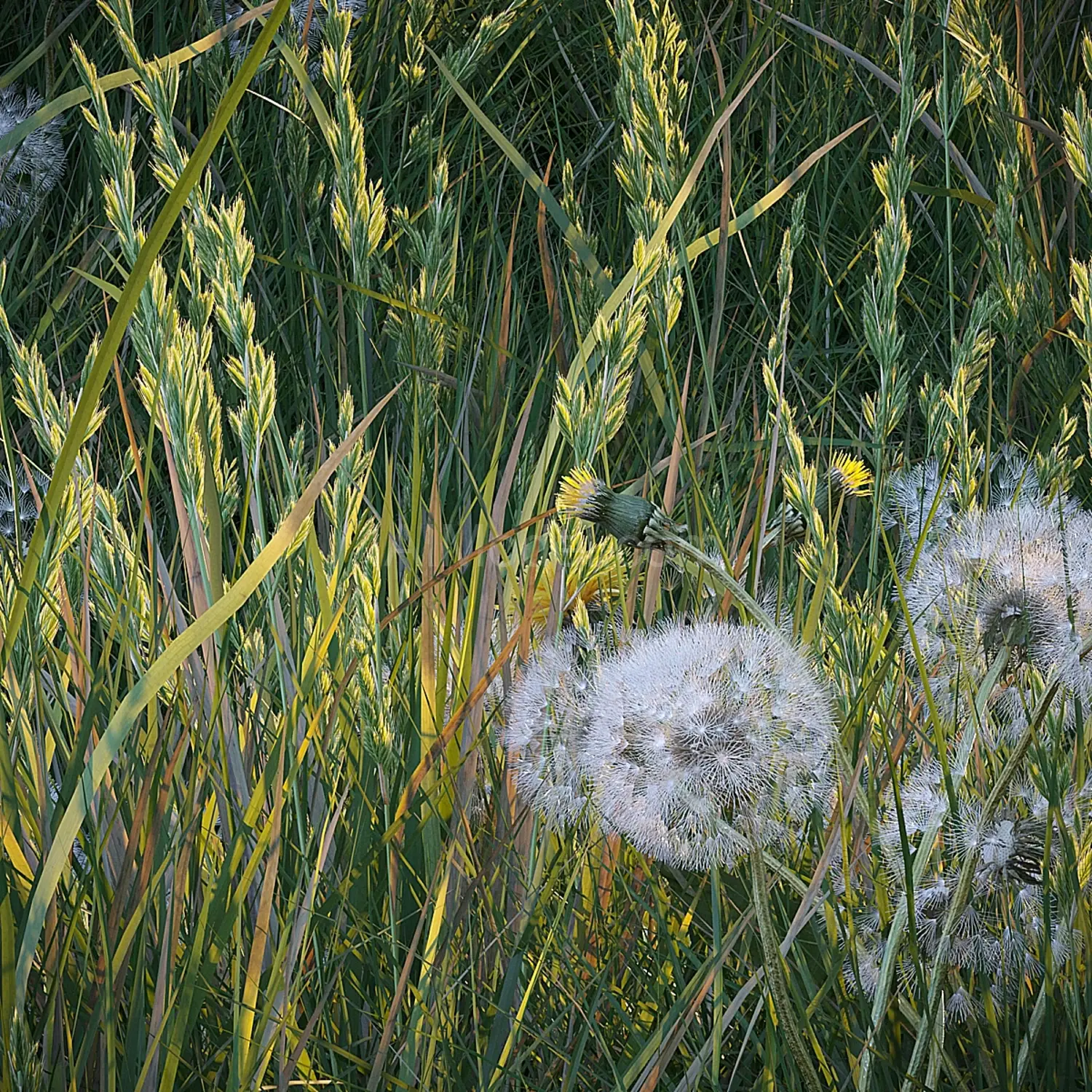 img5