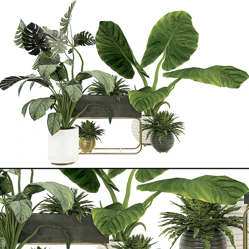 植物集