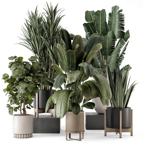 现代植物盆栽