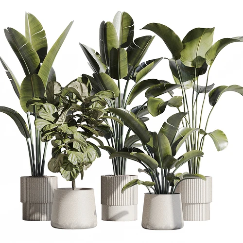 现代植物盆栽