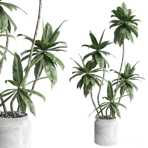 现代植物盆栽