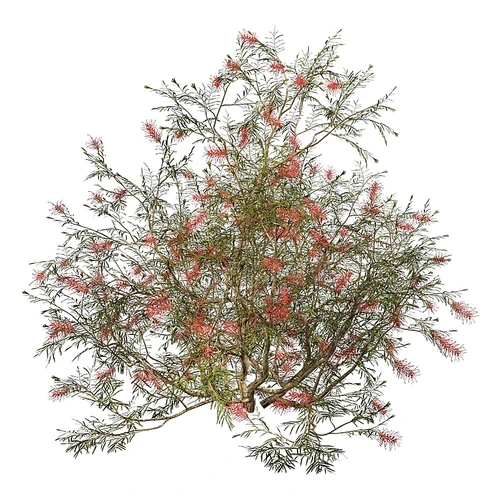 Banksii现代绿植花草