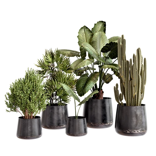 现代植物盆栽