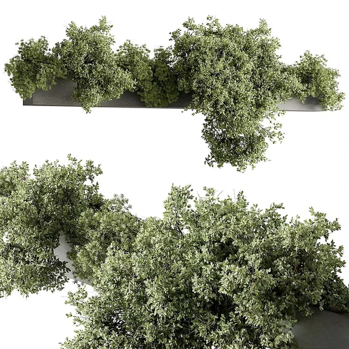 户外植物
