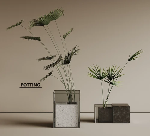现代植物盆栽