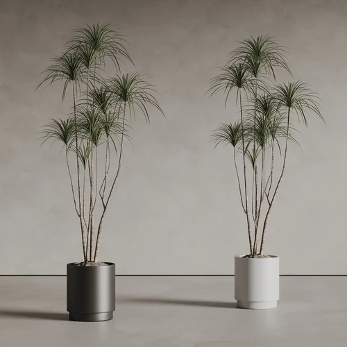 现代植物盆栽