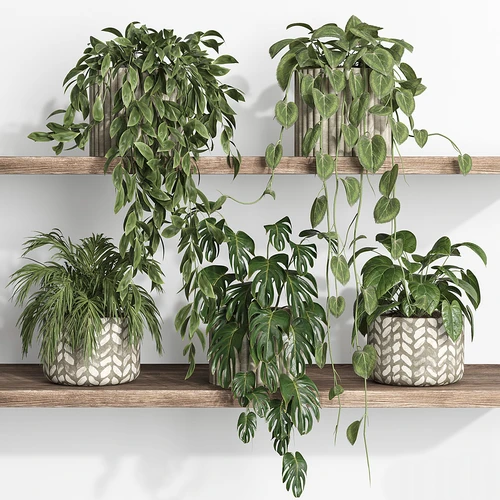 现代植物架