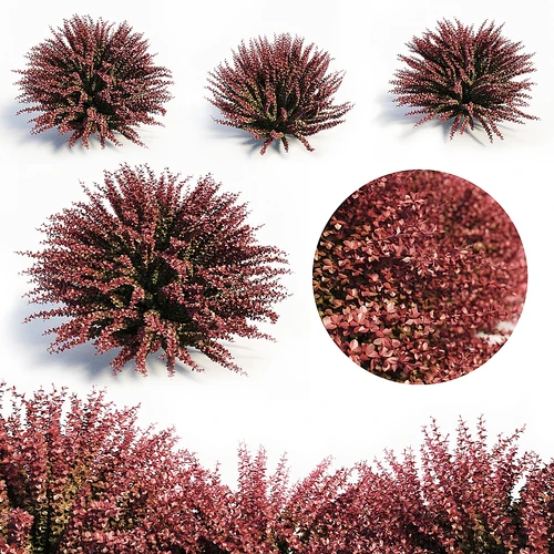 小檗植物