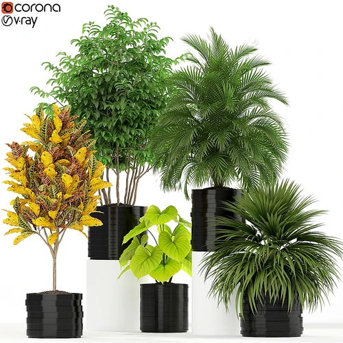植物盆栽