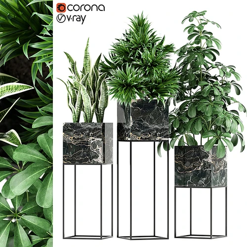 植物收藏