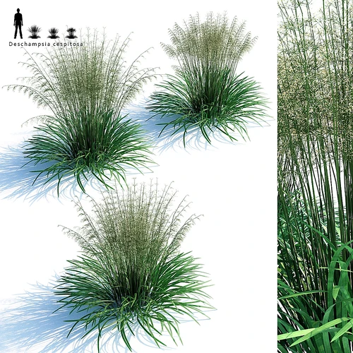 室外植物