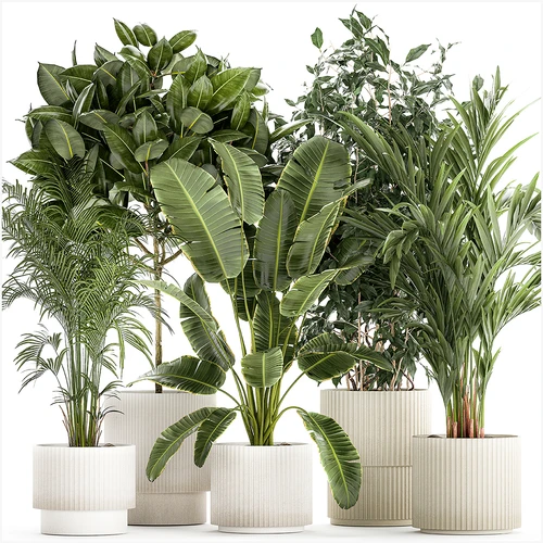 现代植物盆栽