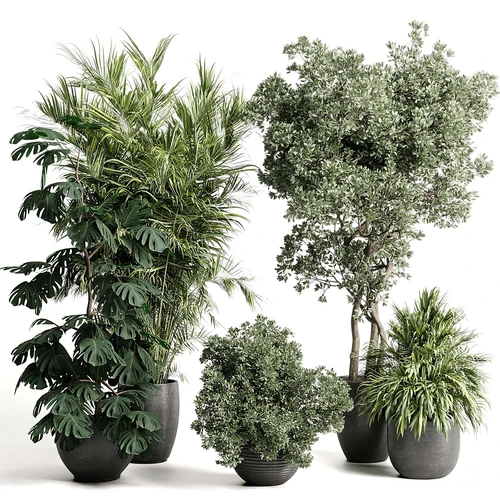现代植物盆栽
