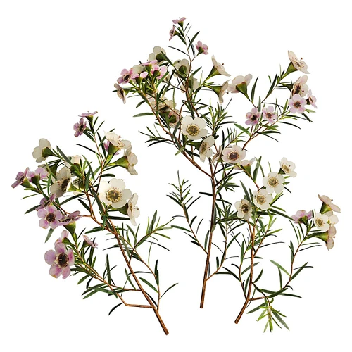Chamelaucium现代桌面摆件腊梅