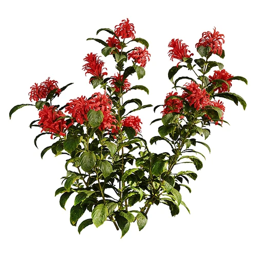 Carnea现代庭院花草