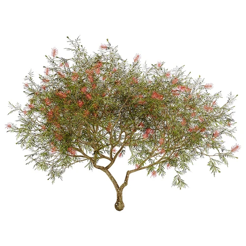 Grevillea现代小树花