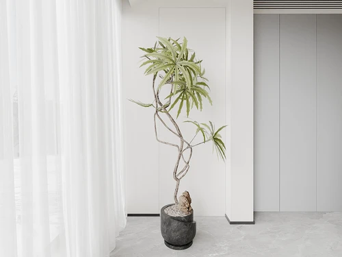 盆栽植物
