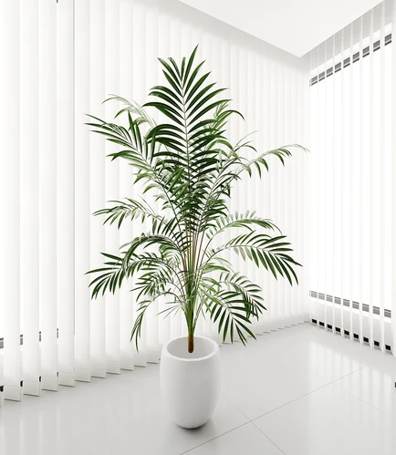 植物盆栽