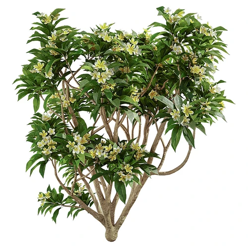 Plumeria现代庭院带花小树
