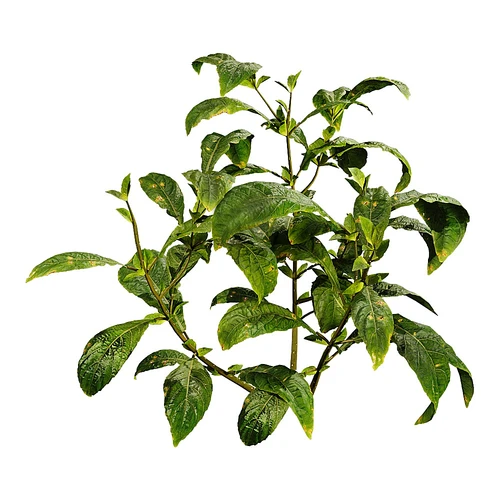 Cyrtanthera现代小草花