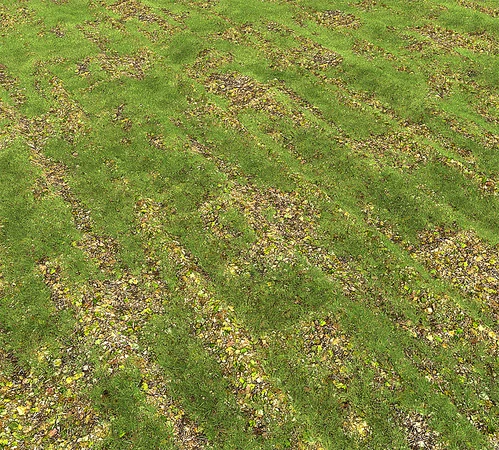草地