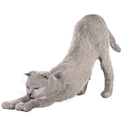 宠物猫咪