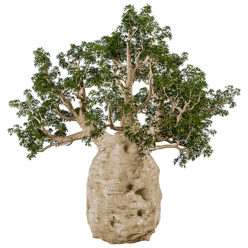 现代树景观树灌木植物