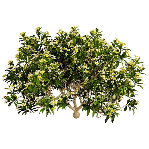 Plumeria现代庭院桂花树
