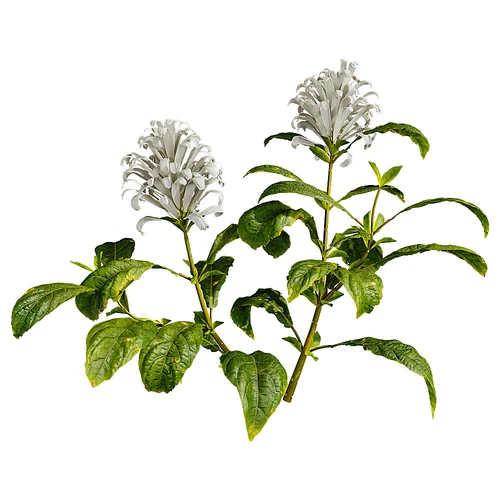 现代庭院小花草