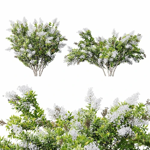 HQ 植物 桃金娘小白花