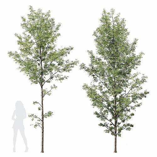 HQ 植物Alnus Glutinosa03