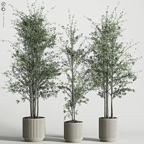 室内植物 06