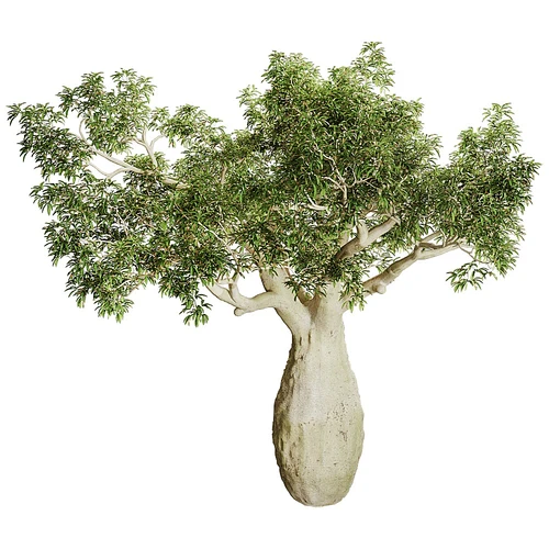 Brachychito现代树木