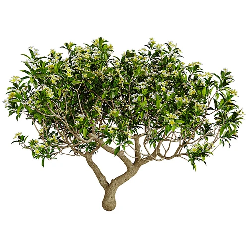 Plumeria现代桂花树