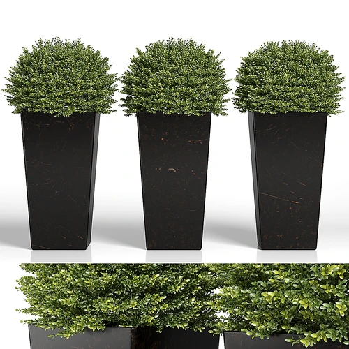 现代花盆中的Buxus sempervirens