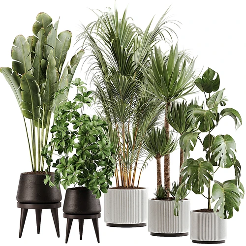 室内植物套装 13