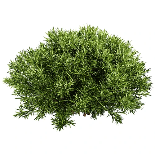 现代树景观树灌木植物