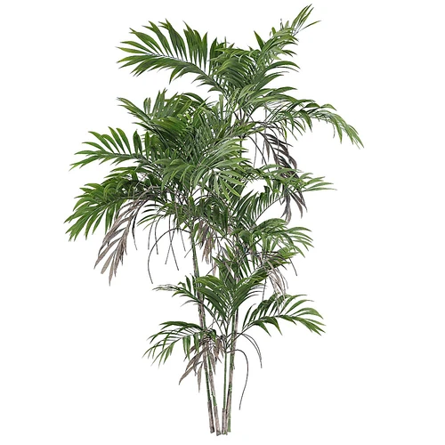 Chamaedorea现代龙葵树