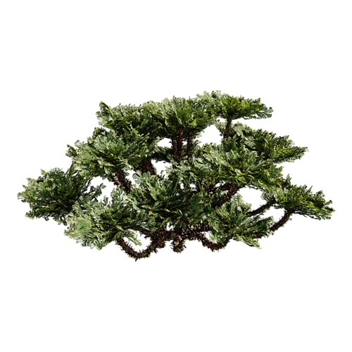 现代植物 卷柏