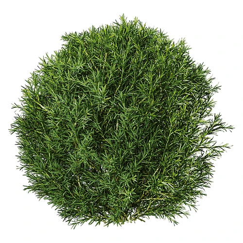 现代植物灌木景观树