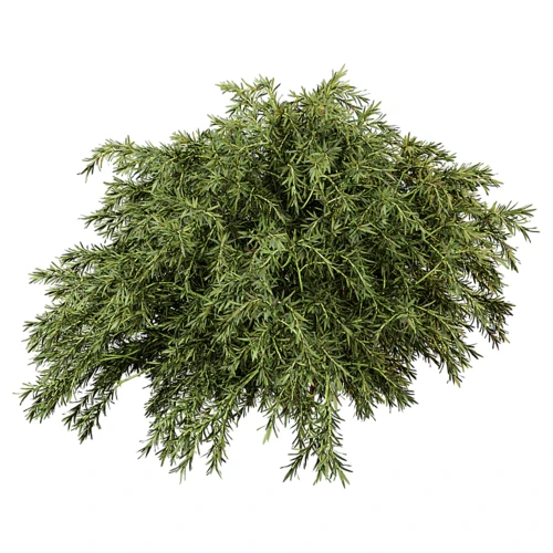 Sabina 现代植物侧柏